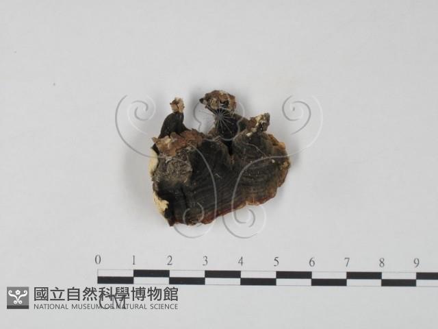 雲芝藏品圖，第3張