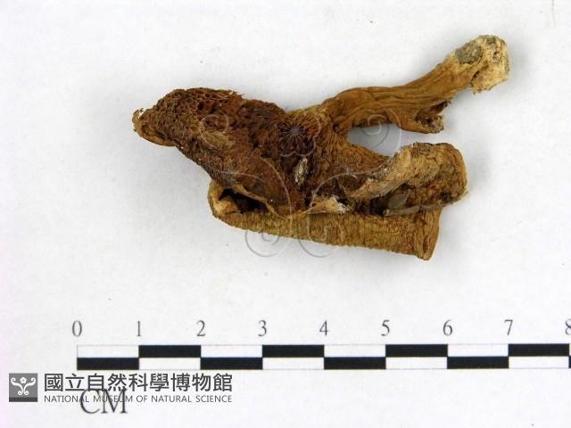 登錄號:F0010852藏品圖，第3張