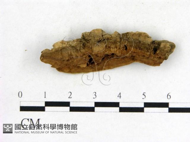 登錄號:F0006852藏品圖，第3張