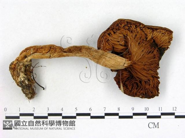 登錄號:F0021852藏品圖，第3張