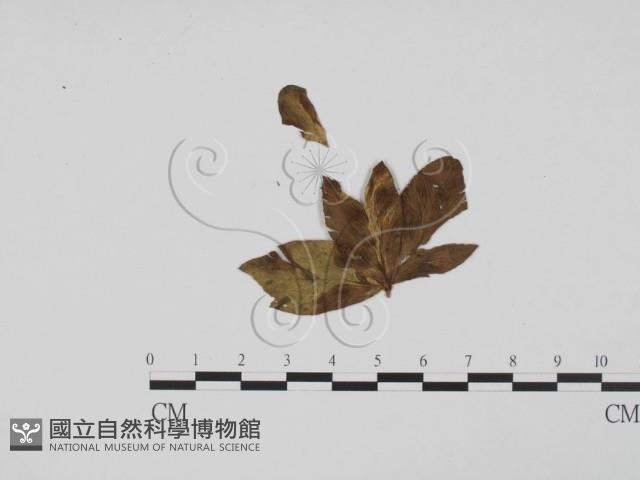 登錄號:F0011852藏品圖，第3張