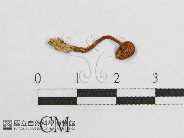 盔孢傘屬藏品圖，第3張