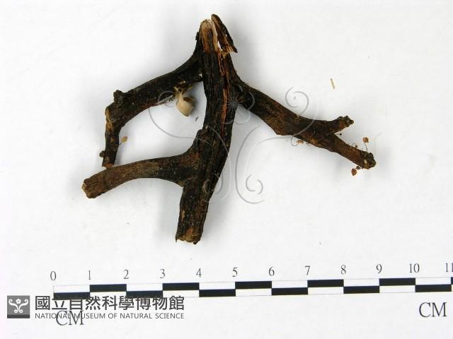 小皮傘屬藏品圖，第3張