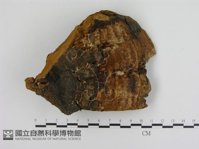 登錄號:F0012852藏品圖，第3張