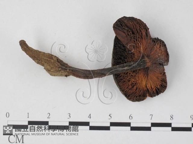 登錄號:F0025852藏品圖，第3張