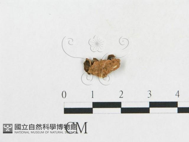 登錄號:F0015852藏品圖，第3張