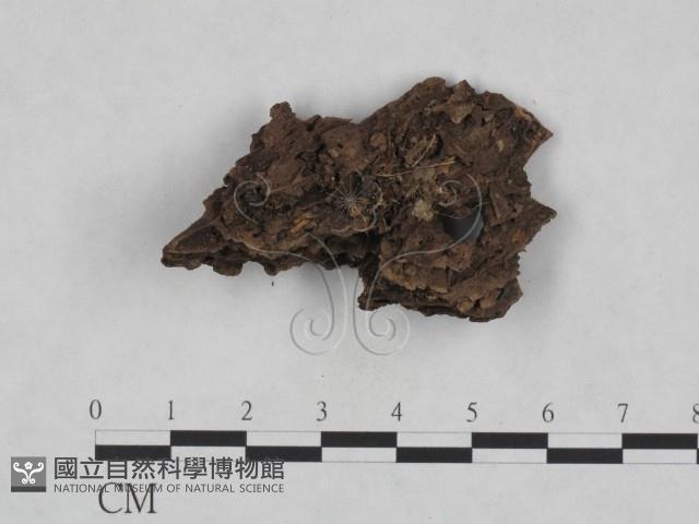 登錄號:F0009852藏品圖，第3張