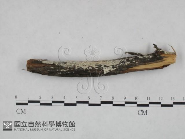 冇骨消絲齒菌藏品圖，第3張