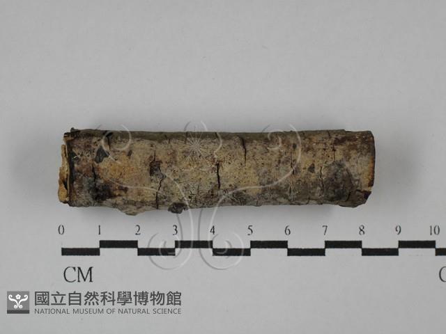 刺皮菌屬藏品圖，第3張