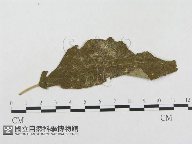 登錄號:F0018952藏品圖，第1張