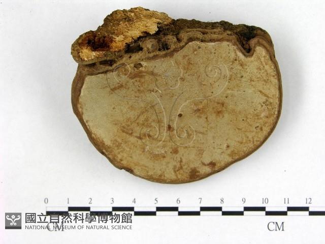 登錄號:F0020952藏品圖，第3張