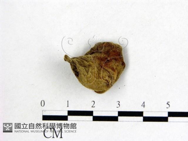 毛木耳藏品圖，第3張
