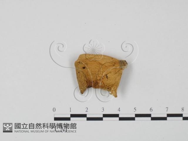糙皮側耳藏品圖，第3張