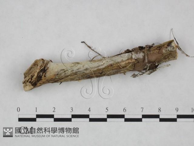 館號:F0024952藏品圖，第3張