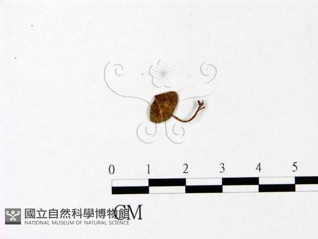 登錄號:F0022952藏品圖，第3張