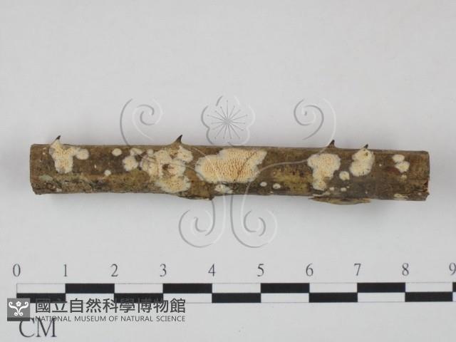登錄號:F0007952藏品圖，第3張