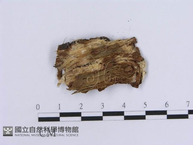 登錄號:F0017952藏品圖，第3張