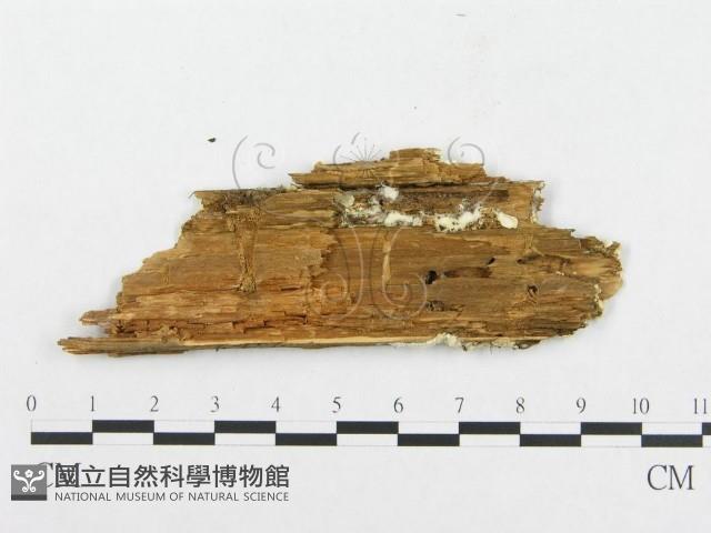 登錄號:F0005952藏品圖，第3張