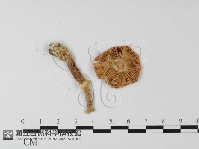 登錄號:F0015952藏品圖，第3張
