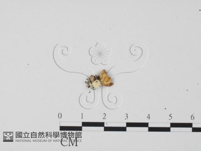 登錄號:F0009952藏品圖，第3張