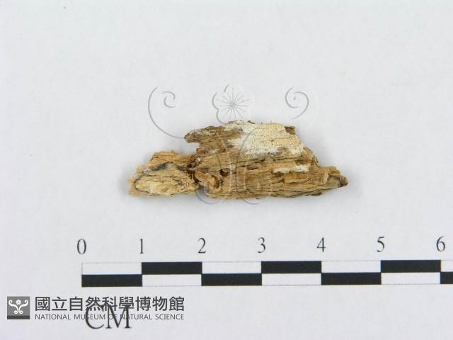 館號:F0019952藏品圖，第1張