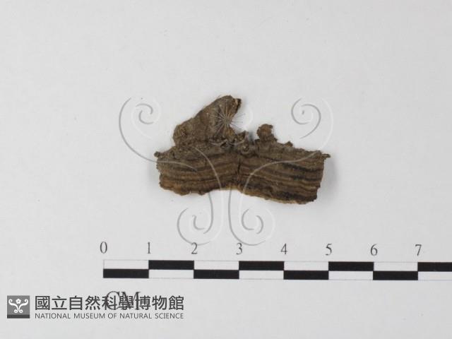登錄號:F0023952藏品圖，第3張