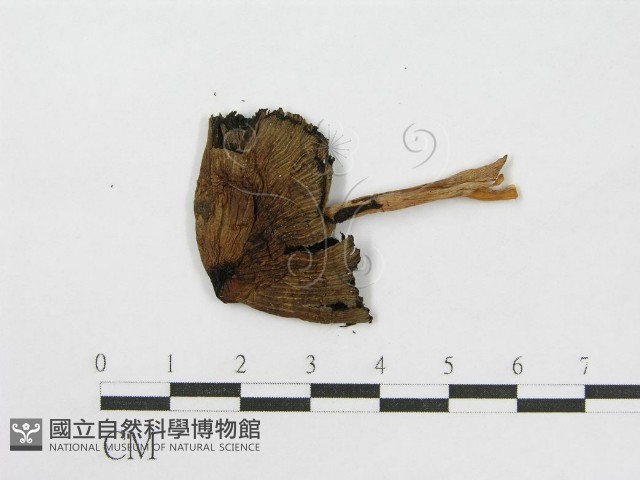 登錄號:F0013952藏品圖，第3張