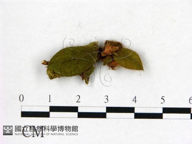 登錄號:F0020652藏品圖，第3張