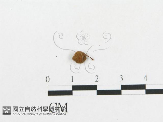 登錄號:F0010652藏品圖，第3張