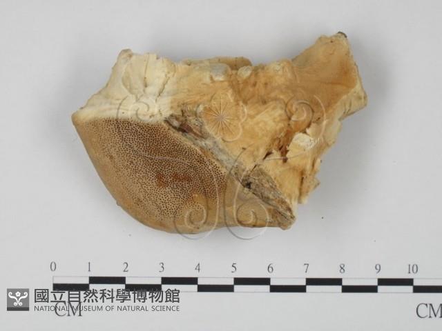 登錄號:F0006652藏品圖，第3張