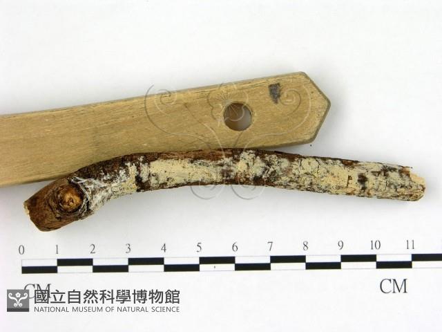 冇骨消絲齒菌藏品圖，第3張