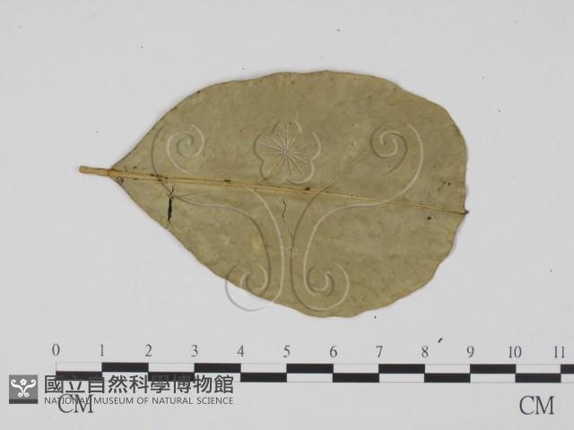 登錄號:F0011652藏品圖，第3張