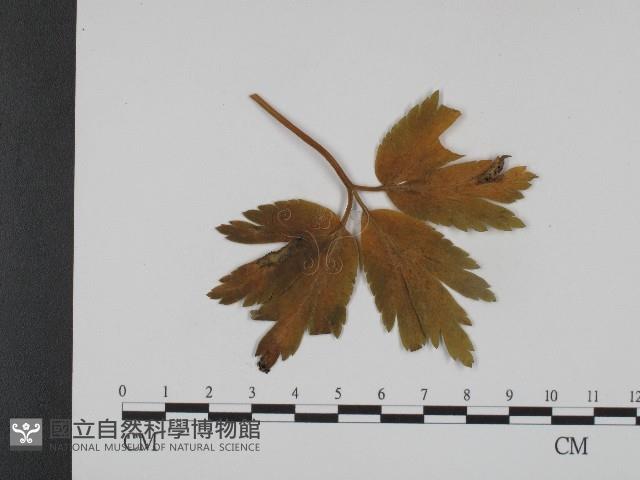 登錄號:F0004652藏品圖，第3張