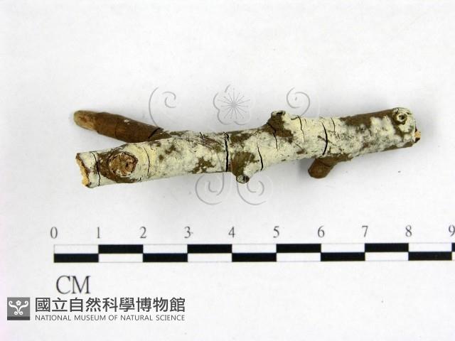 絲皮菌屬藏品圖，第3張