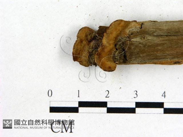 登錄號:F0017652藏品圖，第3張