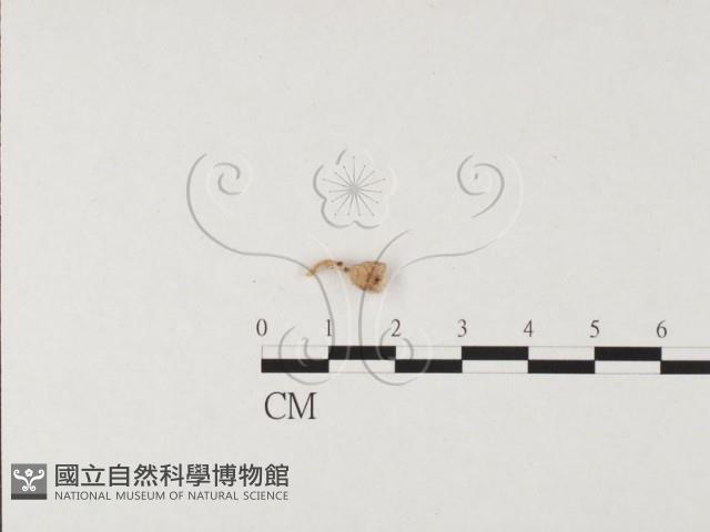 登錄號:F0019652藏品圖，第3張