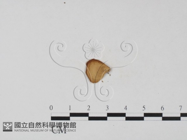 小孔菌屬藏品圖，第3張