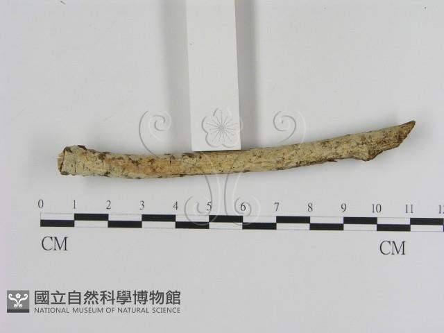 登錄號:F0000452藏品圖，第3張