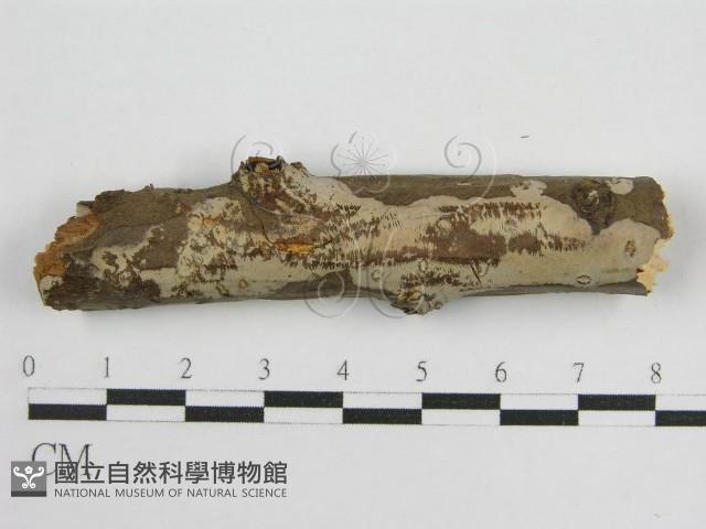登錄號:F0010452藏品圖，第1張