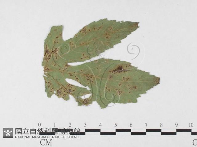 登錄號:F0026452藏品圖，第1張