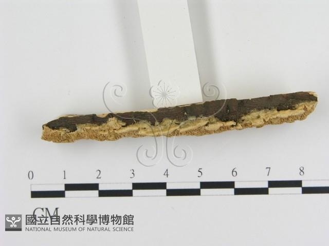 登錄號:F0006452藏品圖，第3張