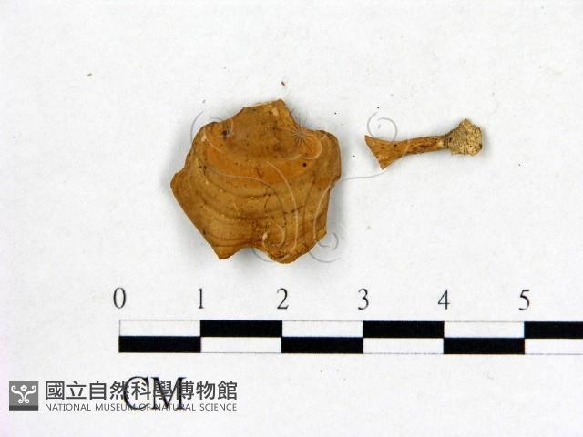 登錄號:F0016452藏品圖，第3張