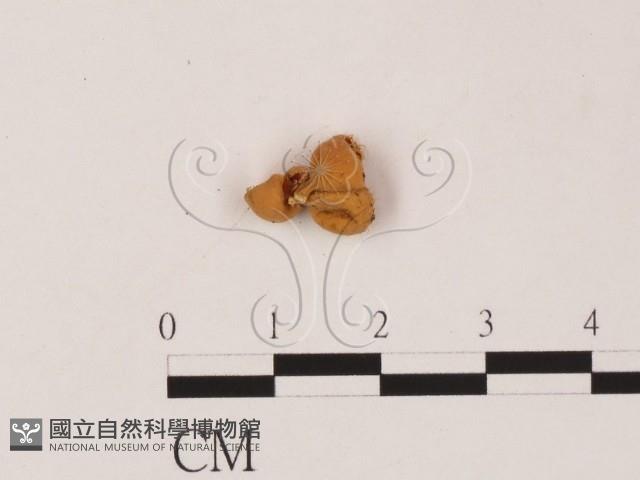 登錄號:F0001452藏品圖，第1張