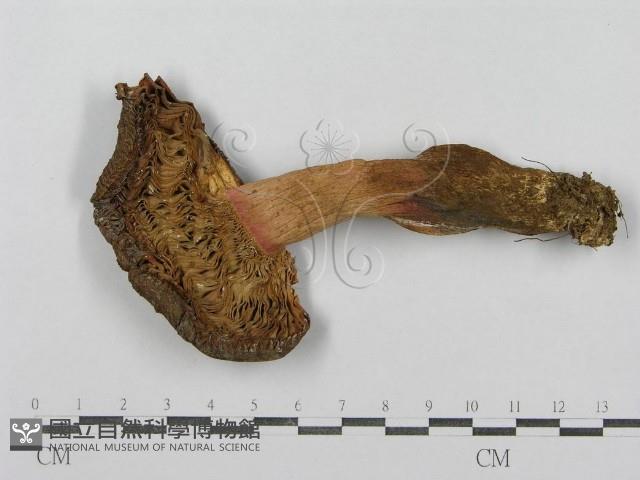 紅菇屬藏品圖，第3張