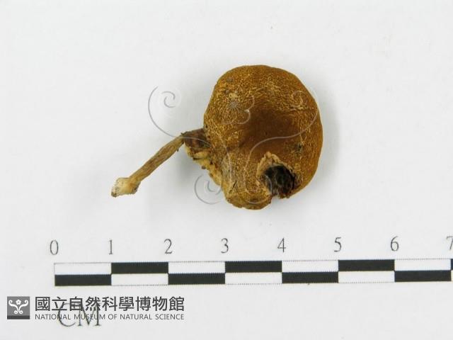 登錄號:F0014452藏品圖，第3張
