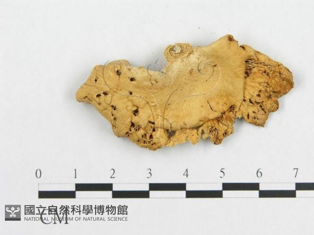 多孔菌屬藏品圖，第3張