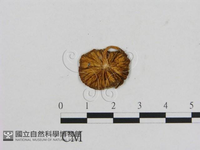 小菇屬藏品圖，第3張