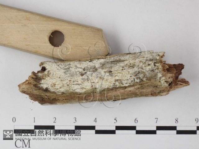 登錄號:F0025452藏品圖，第3張
