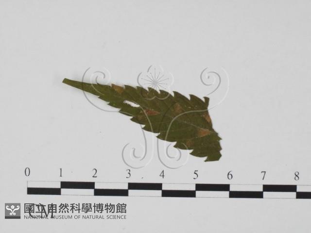 登錄號:F0019452藏品圖，第3張