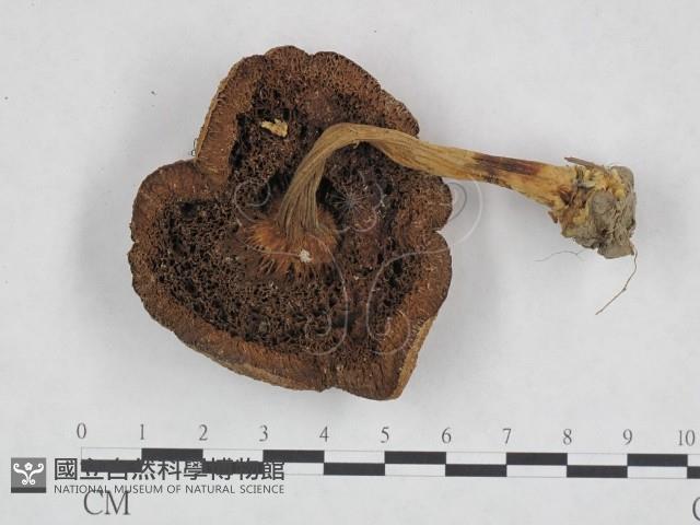 登錄號:F0023452藏品圖，第3張